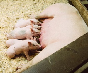 fyra griskultingar som diar från sin mamma suggan